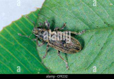 Il segnale di PEA & bean curculione (Sitona lineatus) adulto bianco su foglia di trifoglio Foto Stock