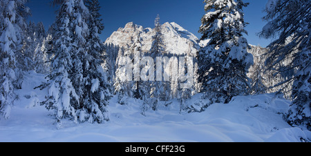 La foresta di abete rosso nella parte anteriore del Monte Cristallo in montagna la luce del sole, Alto Adige, Alto Adige, Italia, Europa Foto Stock