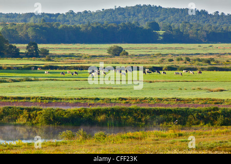 Vacche da latte al pascolo, Schubenacidae, Nova Scotia, Canada Foto Stock