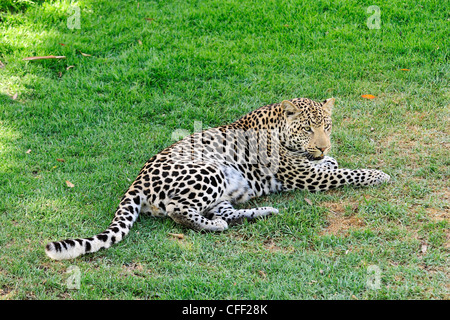 Captive leopard (panthera pardus), Cango Wildlife Ranch vicino a Oudtshoorn, Western Cape, Sud Africa Foto Stock