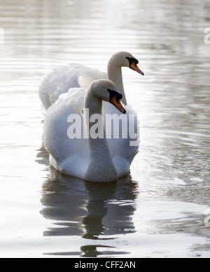 Una coppia di cigni (Cygnus olor) nuoto attraverso la nebbia attraverso ancora la presenza di acqua Foto Stock