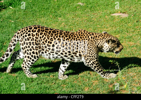 Captive leopard (panthera pardus), Cango Wildlife Ranch vicino a Oudtshoorn, Western Cape, Sud Africa Foto Stock