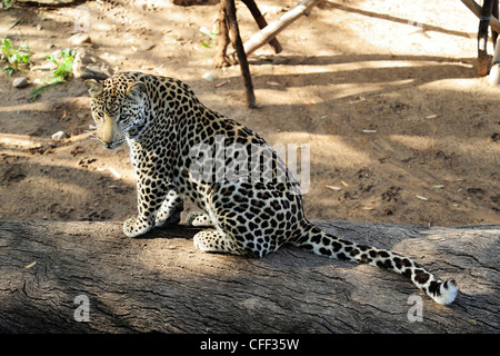 Captive leopard (panthera pardus), Cango Wildlife Ranch vicino a Oudtshoorn, Western Cape, Sud Africa Foto Stock