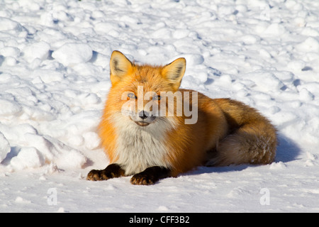 La volpe rossa, (Vulpes vulpes vulpes) in inverno, Prince Edward Island National Park, Canada Foto Stock