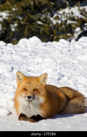 La volpe rossa, (Vulpes vulpes vulpes) in inverno, Prince Edward Island National Park, Canada Foto Stock