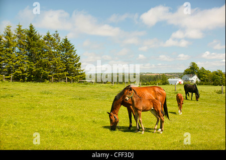 Fattrici e puledri, New Haven, Prince Edward Island, Canada Foto Stock