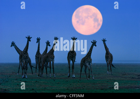 Massai giraffe durante la luna piena, Serengeti, Tanzania, Africa orientale, Africa Foto Stock