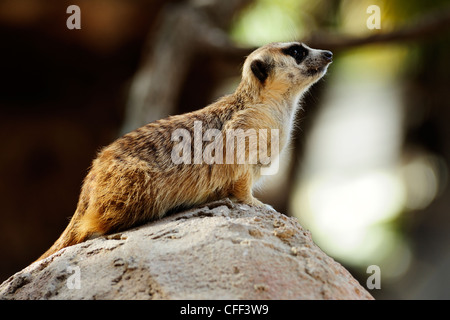 Captive meerkat (suricata suricatta), Cango Wildlife Ranch vicino a Oudtshoorn, Western Cape, Sud Africa Foto Stock