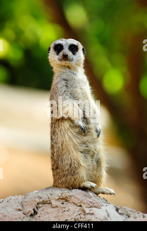 Captive meerkat (suricata suricatta), Cango Wildlife Ranch vicino a Oudtshoorn, Western Cape, Sud Africa Foto Stock