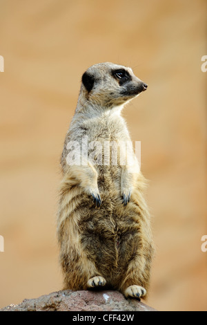 Captive meerkat (suricata suricatta), Cango Wildlife Ranch vicino a Oudtshoorn, Western Cape, Sud Africa Foto Stock