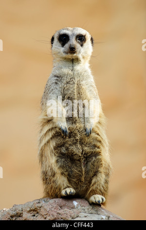 Captive meerkat (suricata suricatta), Cango Wildlife Ranch vicino a Oudtshoorn, Western Cape, Sud Africa Foto Stock