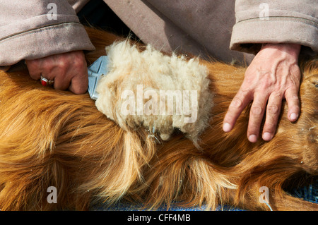 I nomadi mongoli cashmere di tranciatura fuori i loro greggi di capre, Provincia di Arkhangai, Mongolia, Asia Centrale, Asia Foto Stock
