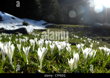 Crocusses in un prato alpino, Alto Adige, Italia, Europa Foto Stock