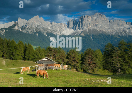 Cavalli avelignesi al pascolo, Alto Adige, Alto Adige, Italia Foto Stock