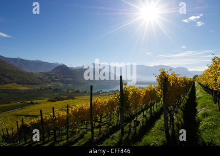 Vigneto al lago di Caldaro nella luce del sole, Kaltern an der Weinstrasse, Sud Tirolo, Alto Adige, Italia, Europa Foto Stock