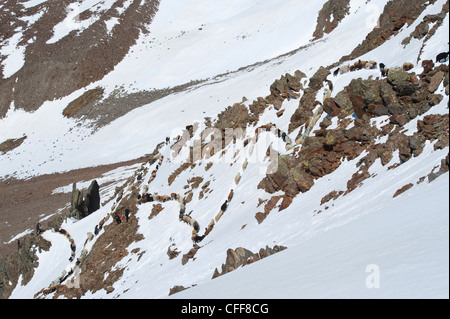 Gregge di pecore sul suo modo di alpeggio su strade coperte di neve montagna, ghiacciaio di Similaun, Sud Tirolo, Alto Adige, Italia, UE Foto Stock