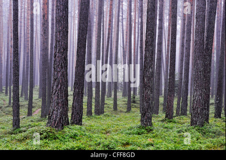 Linee in un bosco di conifere, Sud Tirolo, Alto Adige, Italia, Europa Foto Stock