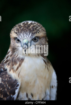 Falco rosso - munito Foto Stock