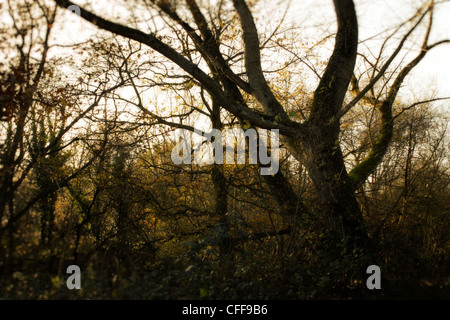 La luce attraverso il buio e alberi di Wimbledon Common - luce splende attraverso il canneto di Wimbledon Common alberi in gennaio Foto Stock