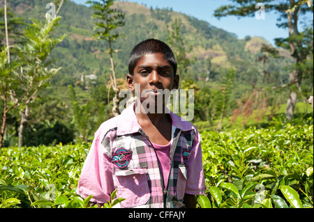 Ragazzo Tamil lavoratore tè su una piantagione in Nuwara Eliya Sri Lanka Foto Stock