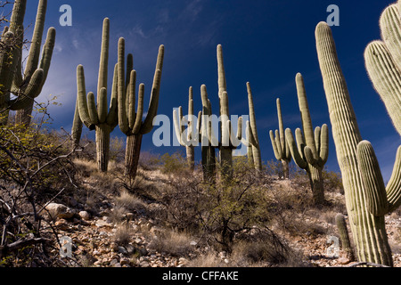 Saguaro, cactus giganti, Carnegiea gigantea in Arizona, Stati Uniti d'America Foto Stock