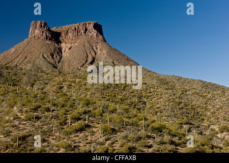 Saguaro, cactus giganti, Carnegiea gigantea in Arizona, Stati Uniti d'America Foto Stock