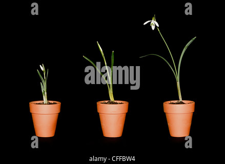 Tre snowdrops di variare la maturità in terracotta vasi per piante su sfondo nero Foto Stock