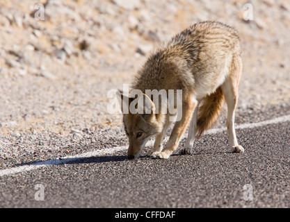 Coyote, American jackal o prairie Wolf, Canis latrans, alimentazione di sfridi sulla sinistra su strada. Death Valley, California, Stati Uniti d'America Foto Stock