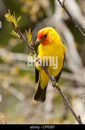 Western Tanager (Piranga ludoviciana) in Grand Teton National Park Foto Stock