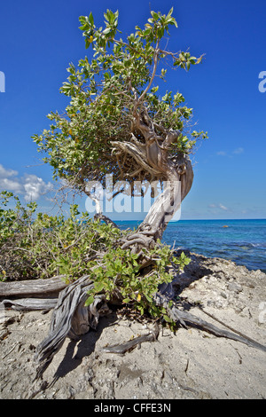 Struttura Divi-Divi sul litorale di Aruba Foto Stock