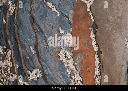 Pietra e Ardesia coperto di cirripedi in spiaggia Foto Stock