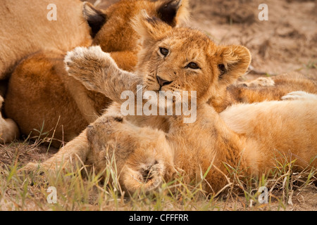 Lion cubs combattiamo il Masai Mara, Kenya. Foto Stock