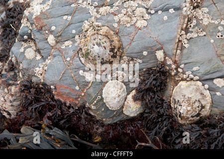 Pietra e Ardesia coperto di cirripedi in spiaggia Foto Stock