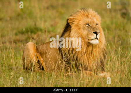 I Lions tenere un occhio sulle loro Masai Mara, Kenya dominio. Foto Stock