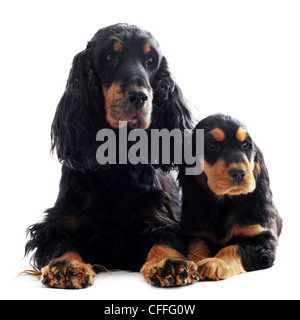 Ritratto di un cucciolo di razza pura e per adulti cocker inglese in un studio Foto Stock