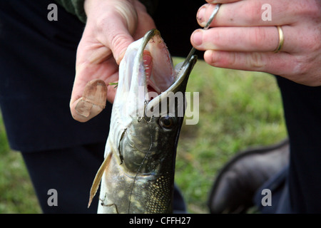 Un uomo sboccatura un live bate del rig ganci da un giovane di luccio (Esox lucius), o jackpike, utilizza il forcipe Foto Stock