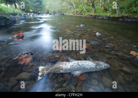 Salmone Coho carcassa in piccolo Oregon costiera di fiume. Foto Stock