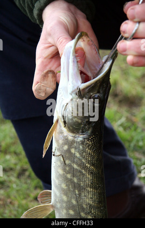 Un uomo sboccatura un live bate del rig ganci da un giovane di luccio (Esox lucius), o jackpike, utilizza il forcipe Foto Stock