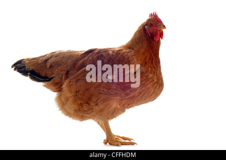 Brown Hen isolato su bianco, studio shot. Foto Stock