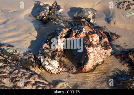 Paramoudras su una spiaggia di Norfolk Foto Stock