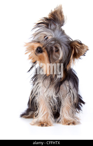 Yorkshire terrier guardando la telecamera in un colpo alla testa contro uno sfondo bianco Foto Stock