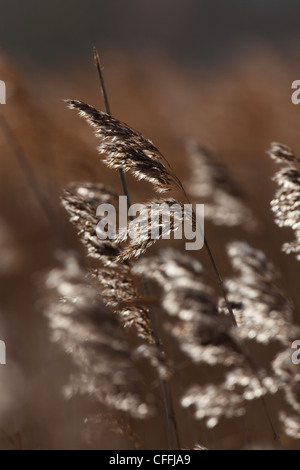 Norfolk ance si diffonde nel vento Foto Stock