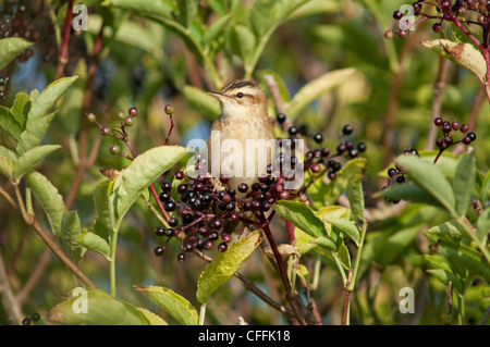 Sedge Trillo appollaiato in agglomerato di sambuco, Dungeness RSPB, Kent, Regno Unito Foto Stock