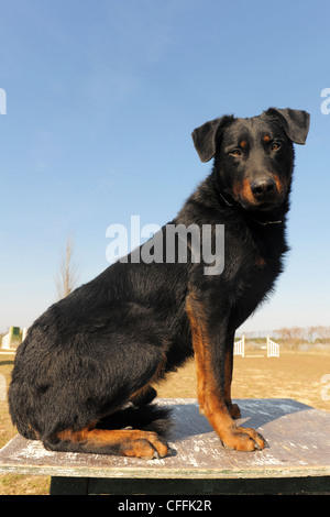 Ritratto di un francese di razza beauceron sheepdog Foto Stock