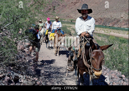 Un gruppo di mulo-trekking passa un escursionista su un sentiero dal fiume Colorado in una zona remota del Parco Nazionale del Grand Canyon, AZ, Stati Uniti Foto Stock