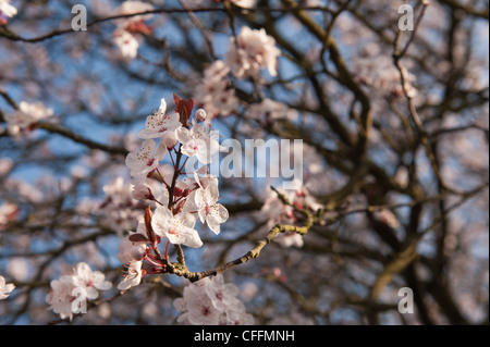 Dettaglio di ciliegio selvatico plumb blossom fioritura in marzo l'inizio della primavera Foto Stock