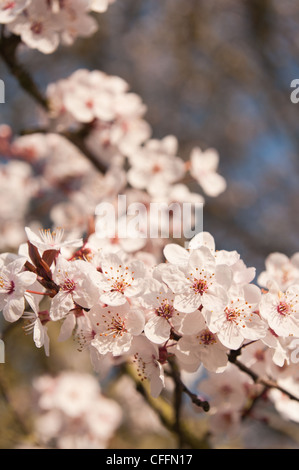 Dettaglio di ciliegio selvatico plumb blossom fioritura in marzo l'inizio della primavera Foto Stock