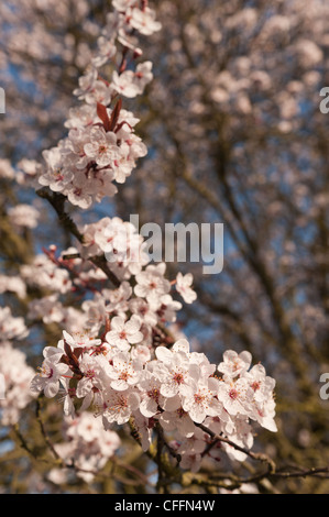 Dettaglio di ciliegio selvatico plumb blossom fioritura in marzo l'inizio della primavera Foto Stock