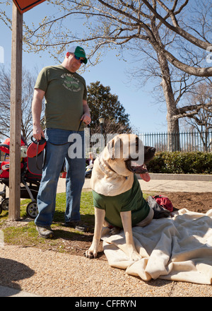 Un Mastiff cane e proprietario Foto Stock