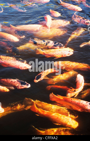 Uno spettacolare pesce Koi in pood, simbolo di buona fortuna in Asia. Foto Stock